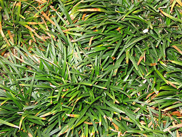 Ophiopogon japonicus 'Nana' or Nana Mondo Grass